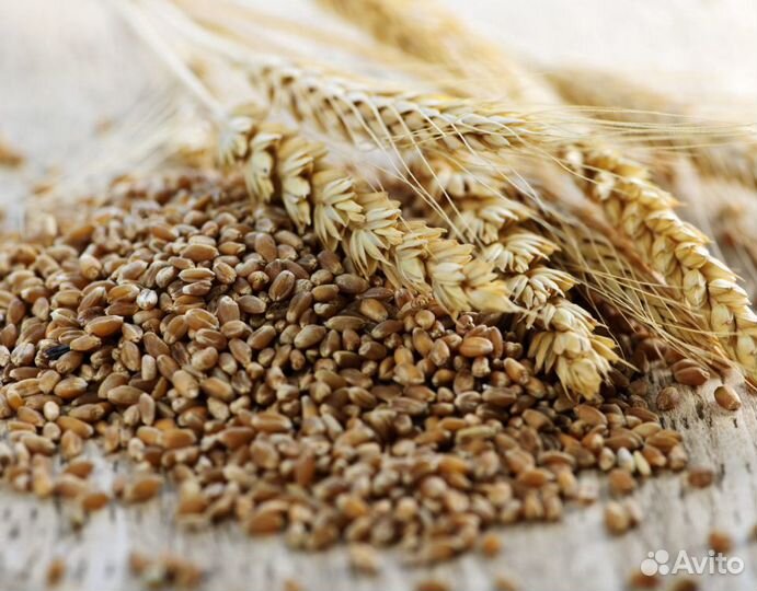Семена озим тритикале Хлебороб Торнадо Тихон Слон
