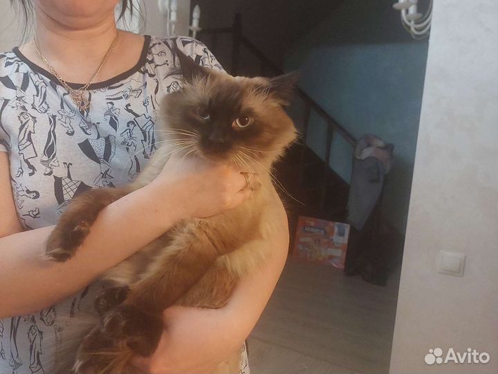 Кот для вязки