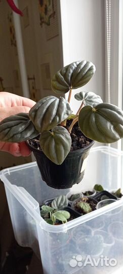 Комнатные цветы