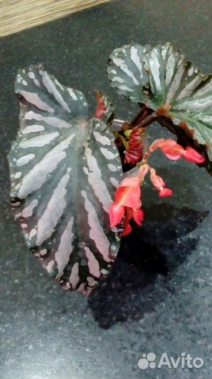 Бегонии Кейн