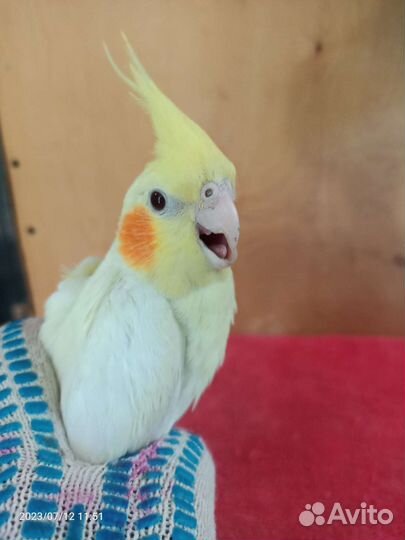 Попугай вид Неразлучник Фишера ' Маска ' Корелла