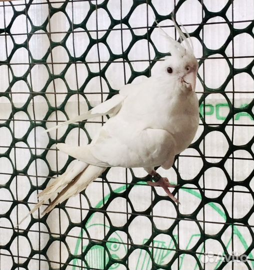 Попугаи птенцы