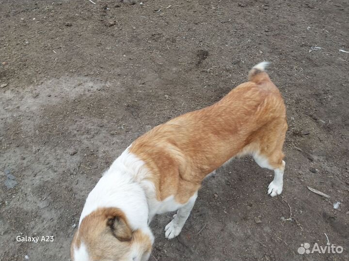 Самка породы сао,алабай