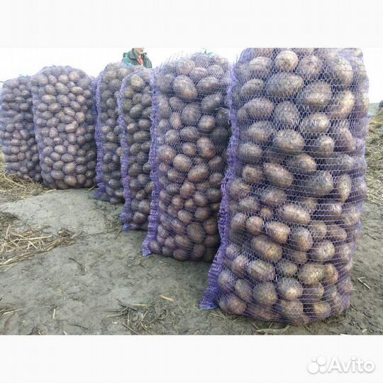 Картофель разных сортов (другие овощи фрукты)