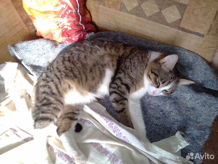 Кот в добрые руки