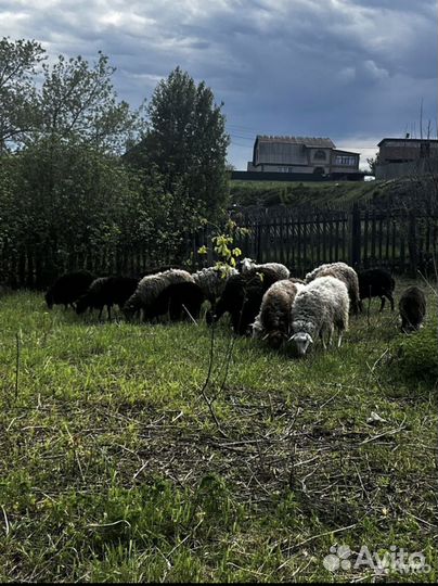Овцы бараны