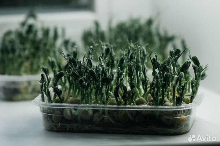 Микрозелень