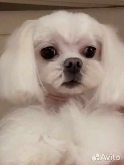 Кобель мальтезе для дома