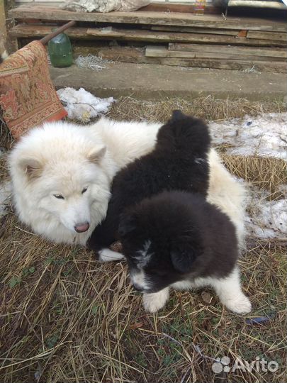 Щенки аляскис