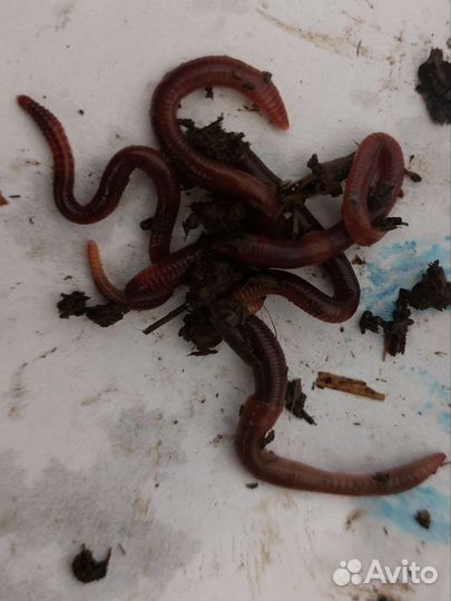 Черви для рыбалки