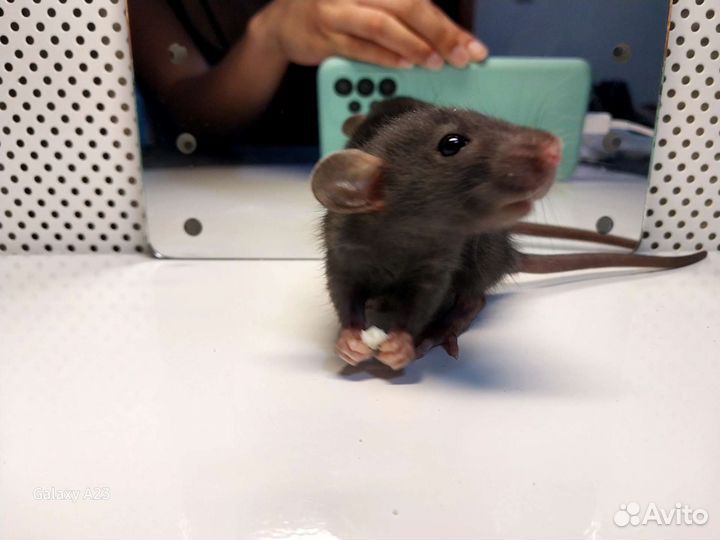 Крысы дамбо