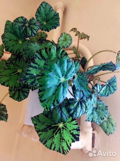 Бегонии,маранта,гинура,монстера