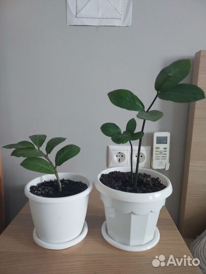 Замиокулькас