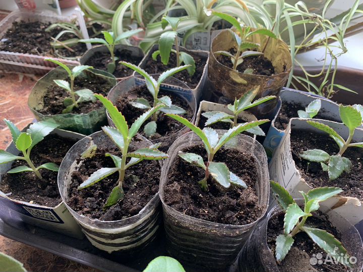 Каланхое лечебное