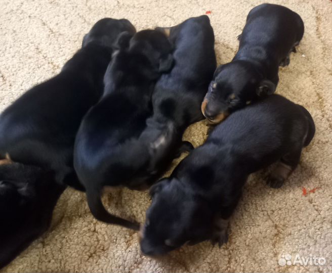 Щенки таксы