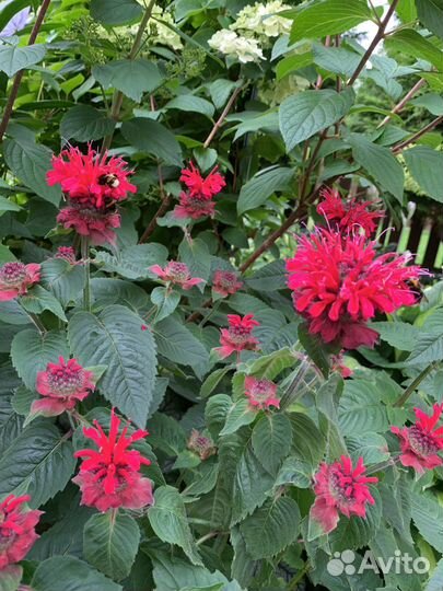 Маранта бергомот