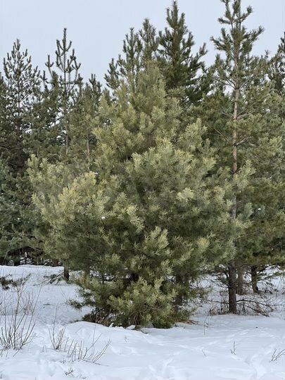 Участок 22 сот. (ИЖС)