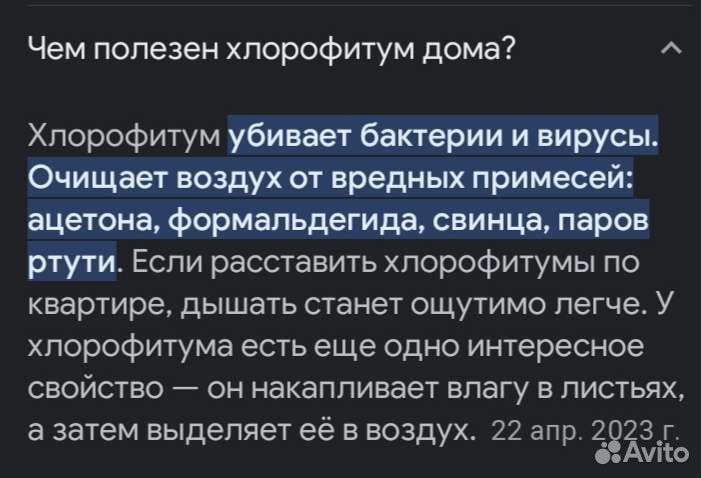 Хлорофитум