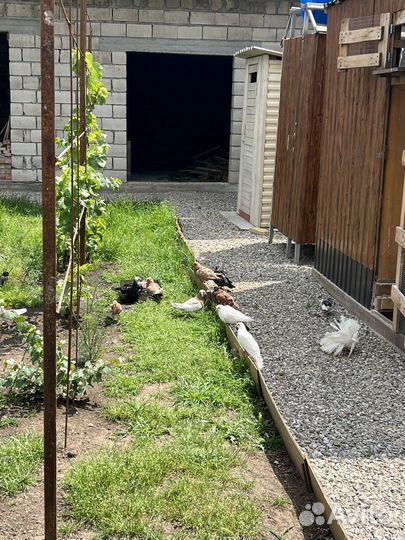 Продажа голубей