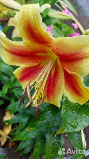 Лилии сортовые