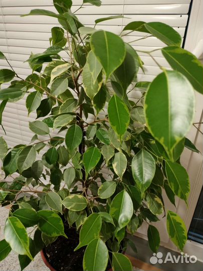 Фикус бенджамина