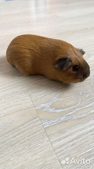 Морская свинка Калифорния