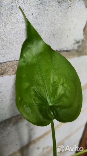 Алоказии (Кукулата и Сибирский Тигр)