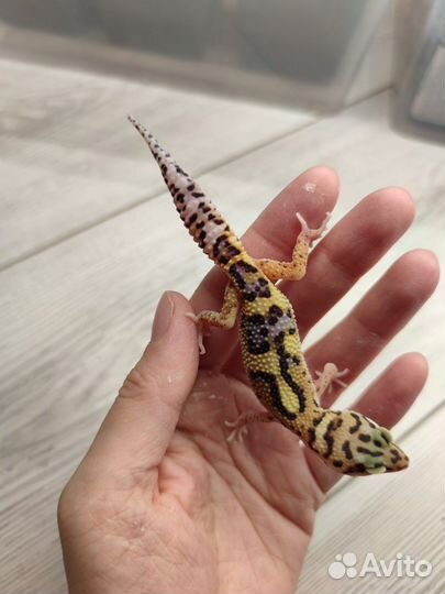 Геккон эублефар