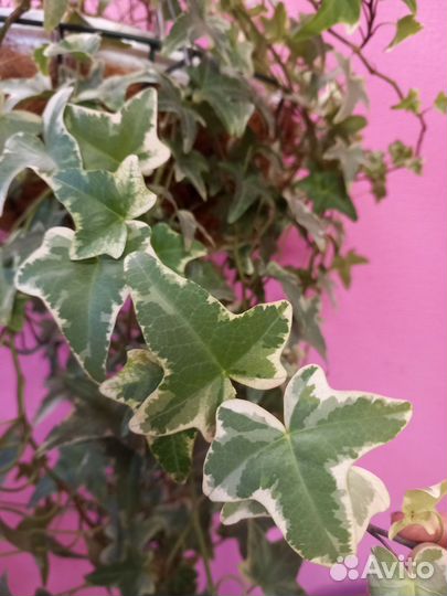 Плющ хедера