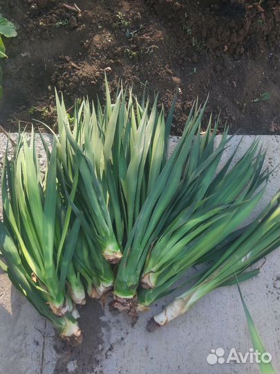 Пальма юкка