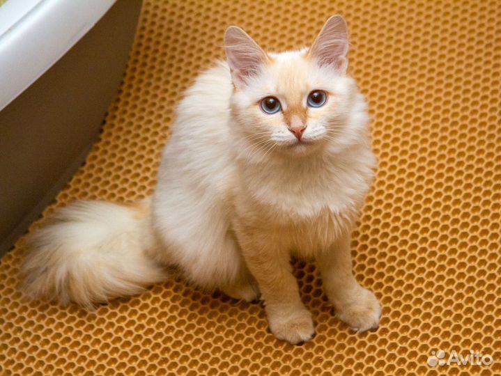 Синди - молодая пушистая кошка окраса ред пойнт