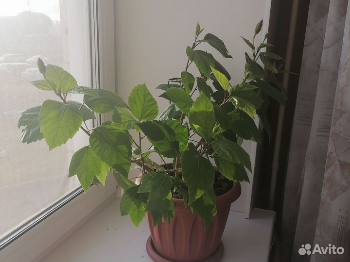 Гибискус китайская роза