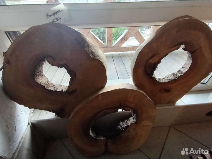 Камфорное дерево спил