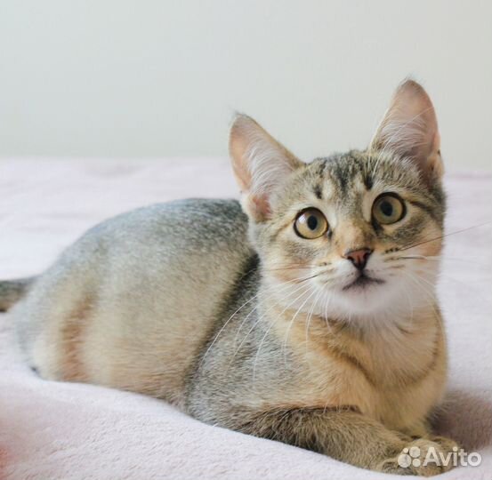 Ласковый котенок девочка (3,5 мес) в добрые руки