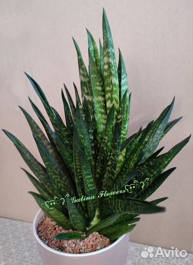 Сансевиерии сортовые редкие