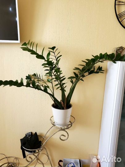 Замиокулькас