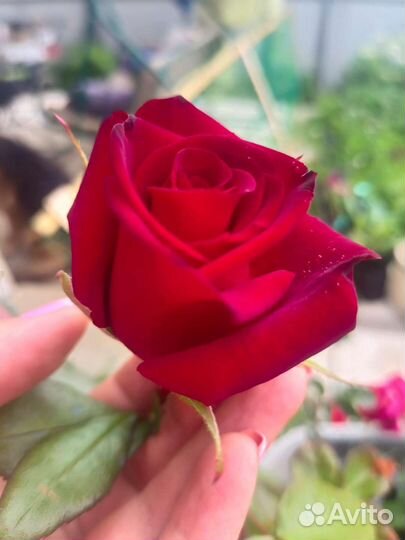 Розы садовые