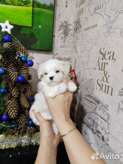 Мальчик Мальтезе