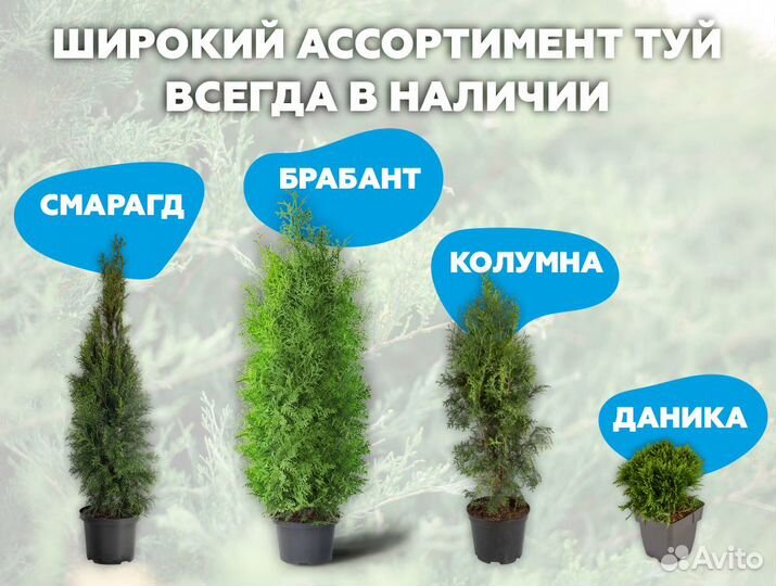 Туя 130 см