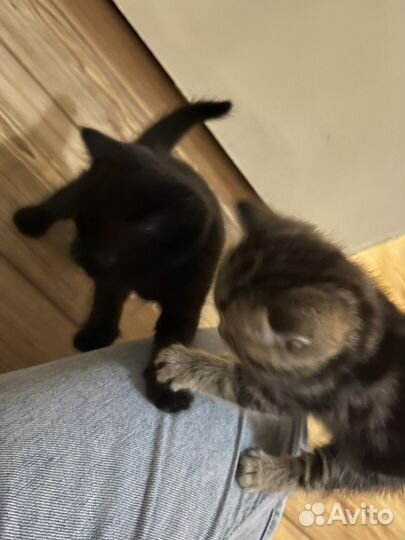Котята 1,5 месяца в добрые руки