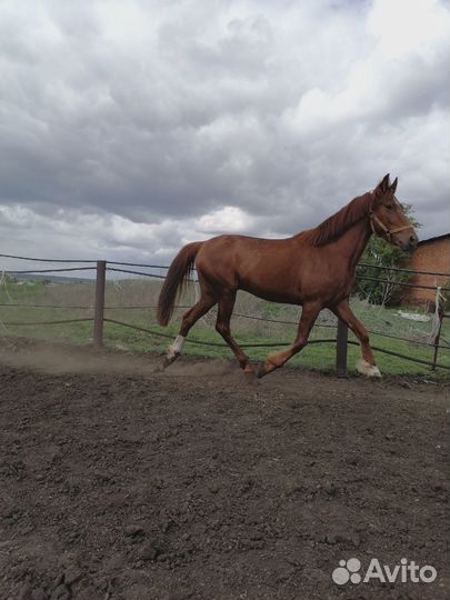 Русский рысак