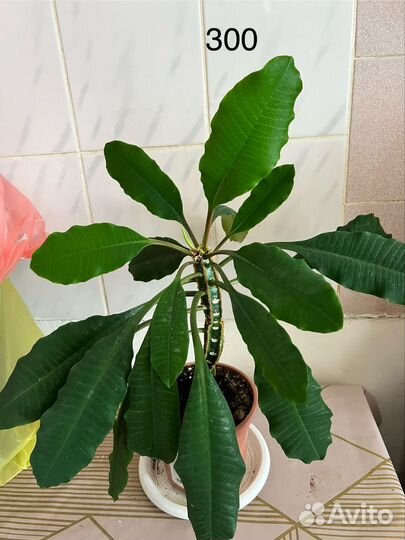 Комнатные растения