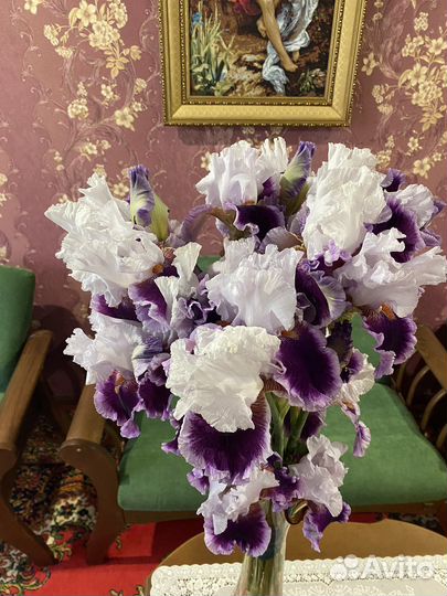 Цветы ирисы
