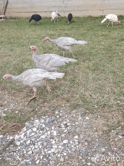 Индюки 30 шт