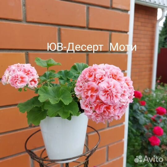 Пеларгония герань