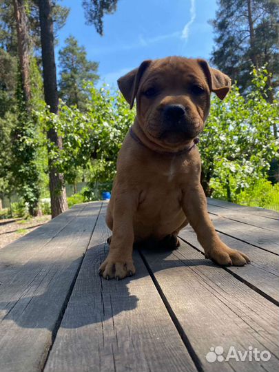 Английский стаффордширский бультерьер