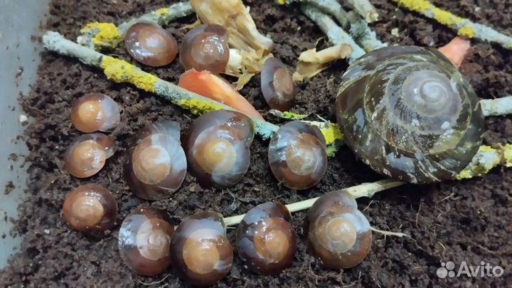 Плеуродонт Экселенс улитки эксы