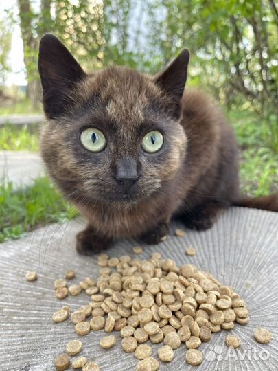 Кот метис британский