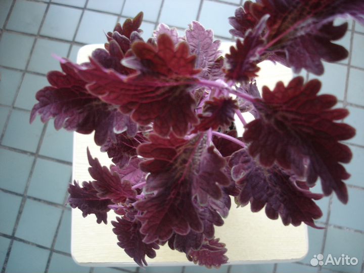 Колеус, бальзамин, толстянки, пеперомия