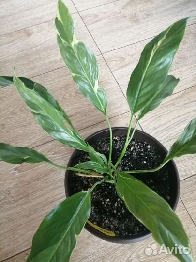 Цветики домашние